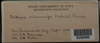 Image Associated With the Occurence